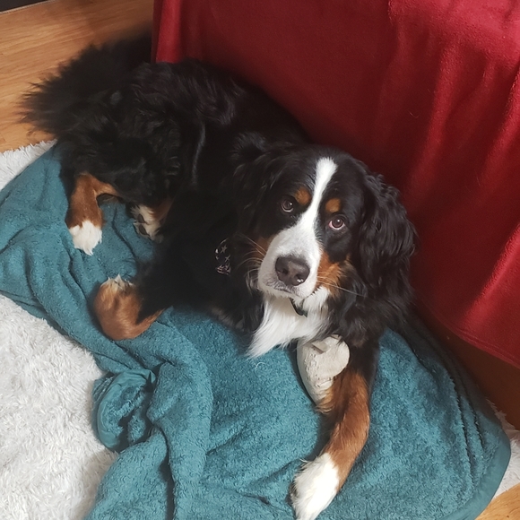 Meet your Posher, Natalie - Picture 5 of 5